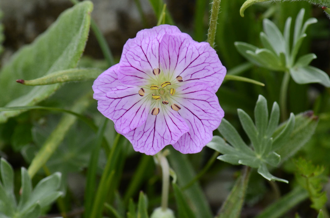 Geranium argenteum / Geranio argentino